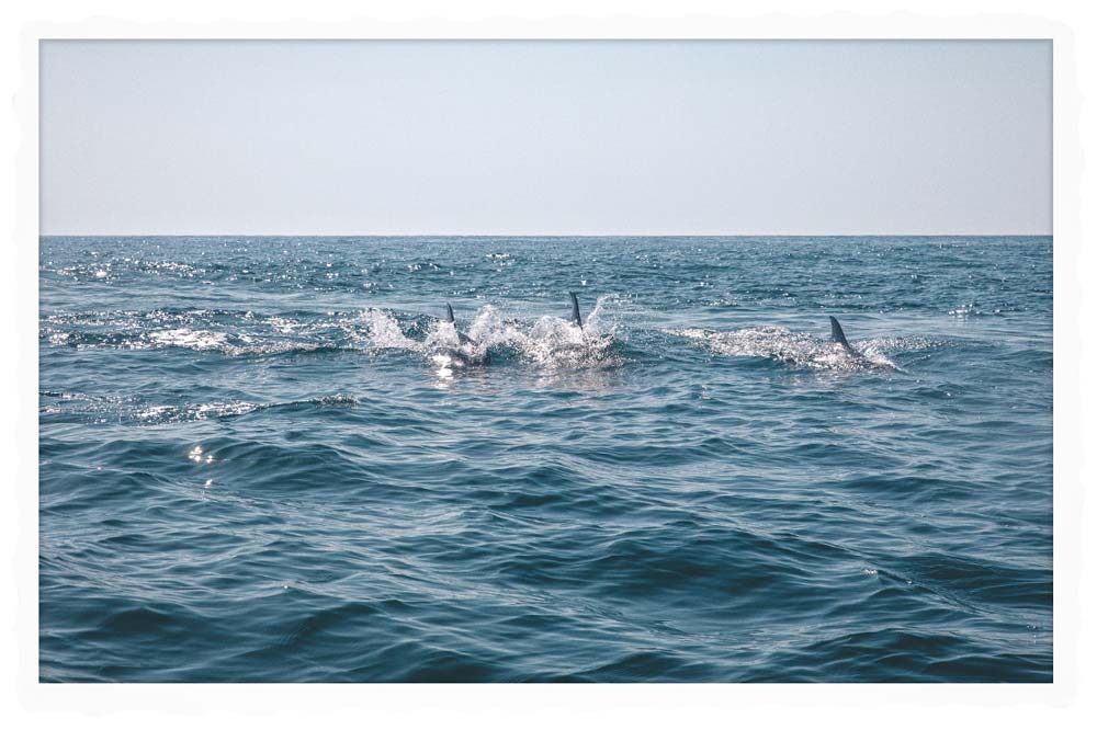 12 - peche-au-thon-cap-ferret-maison-reveleau-activite-bassin-arcachon-voir-les-dauphins