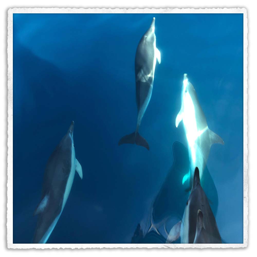 15 - peche-au-thon-cap-ferret-maison-reveleau-activite-bassin-arcachon-voir-banc-de-dauphins